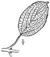 R. cathrtica.