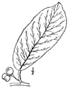 R. Carolinina.