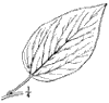 H. dlcis
