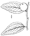 Z. vulgris.