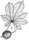 . Hippocstanum.