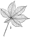 . rubicnda.