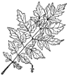 K. paniculta.