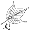 . Pennsylvnicum.