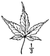 . palmtum.