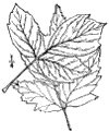 N. acerodes.