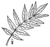R. tphina.