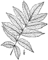 R. glbra.