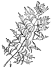R. lacinita.