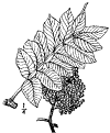 R. copallna.
