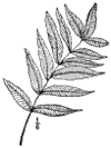 R. venenta.