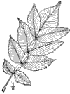 R. Osbckii.