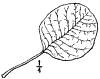 R. Ctinus.