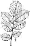 C. tinctria.