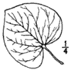 C. Canadnsis.
