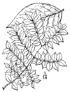 G. Canadnsis.