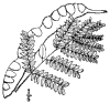 G. triacnthos.