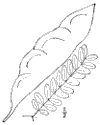 G. aqutica.