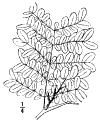 G. sinnsis.