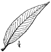 P. Prsica.