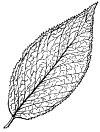 P. Americna.