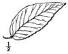 P. Chicsa.