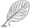 P. domstica.