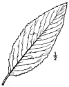 P. vium.