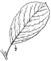 P. Crasus.