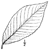 P. sertina.