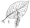P. Pdus.