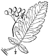 P. pinnatfida.