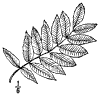 P. sambuciflia.
