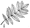 P. aucupria.