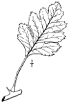 C. oxyacntha.