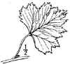 C. apiiflia.