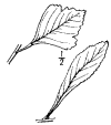 C. spathulta.
