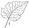 C. cordta.