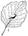 C. tomentsa.