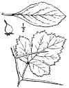 C. flva.