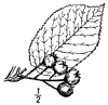 A. Canadnsis.