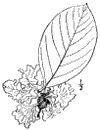 L. ndica.