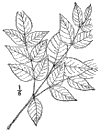A. Chinnsis.