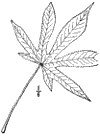 A. Maximowczii.