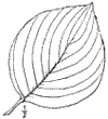 C. flrida.