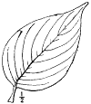 C. lba.