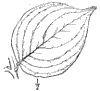C. mscula.