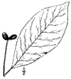 N. sylvtica.