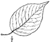 V. Lentgo.