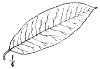O. arbreum.